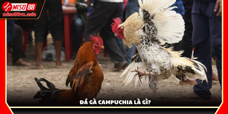 Giới thiệu khái niệm và đặc điểm của đá gà Campuchia