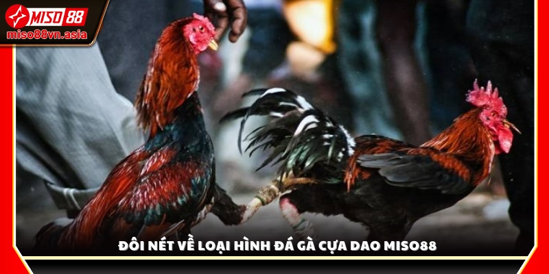 Khám phá loại hình đá gà cựa dao Miso88 