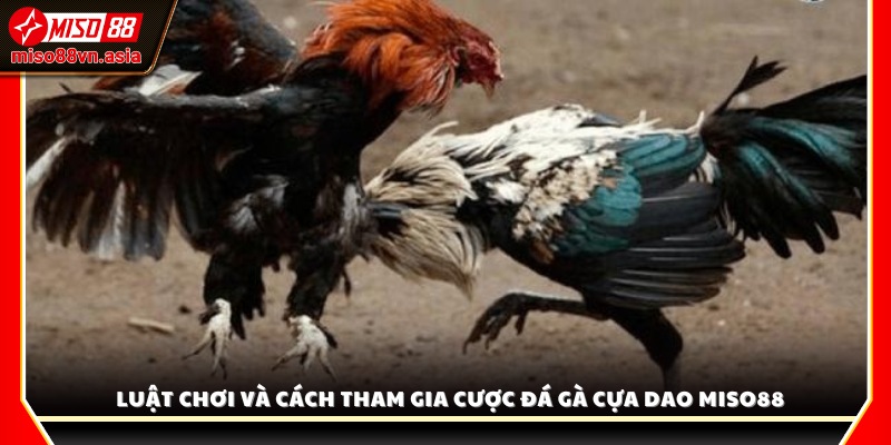 Luật chơi và quy trình đặt cược đá gà cựa dao