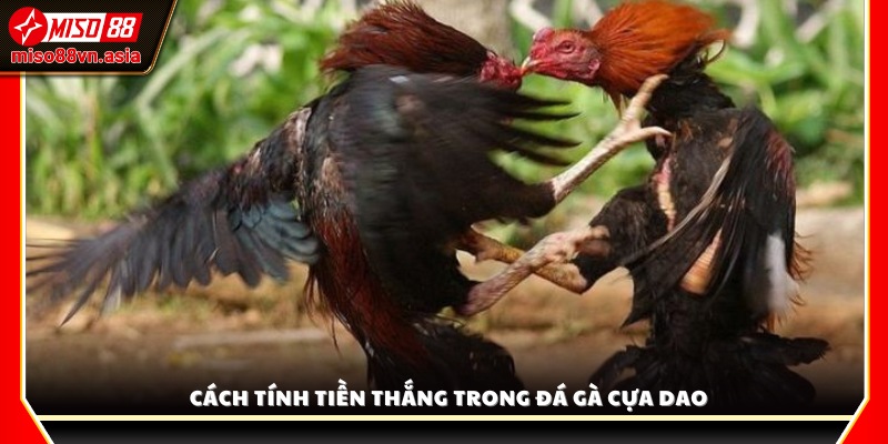 Cách tính tiền thưởng khi thắng cược